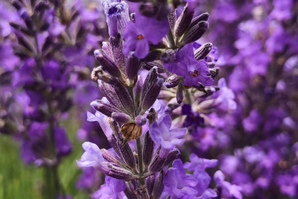 purple petaled flower