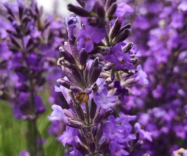 purple petaled flower